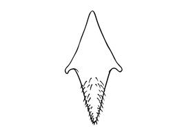   Osmia yanbianensis  male diagram of S8, diagram modified from Wu 2004 
